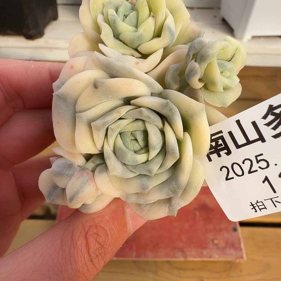 可爱玫瑰锦111129-134