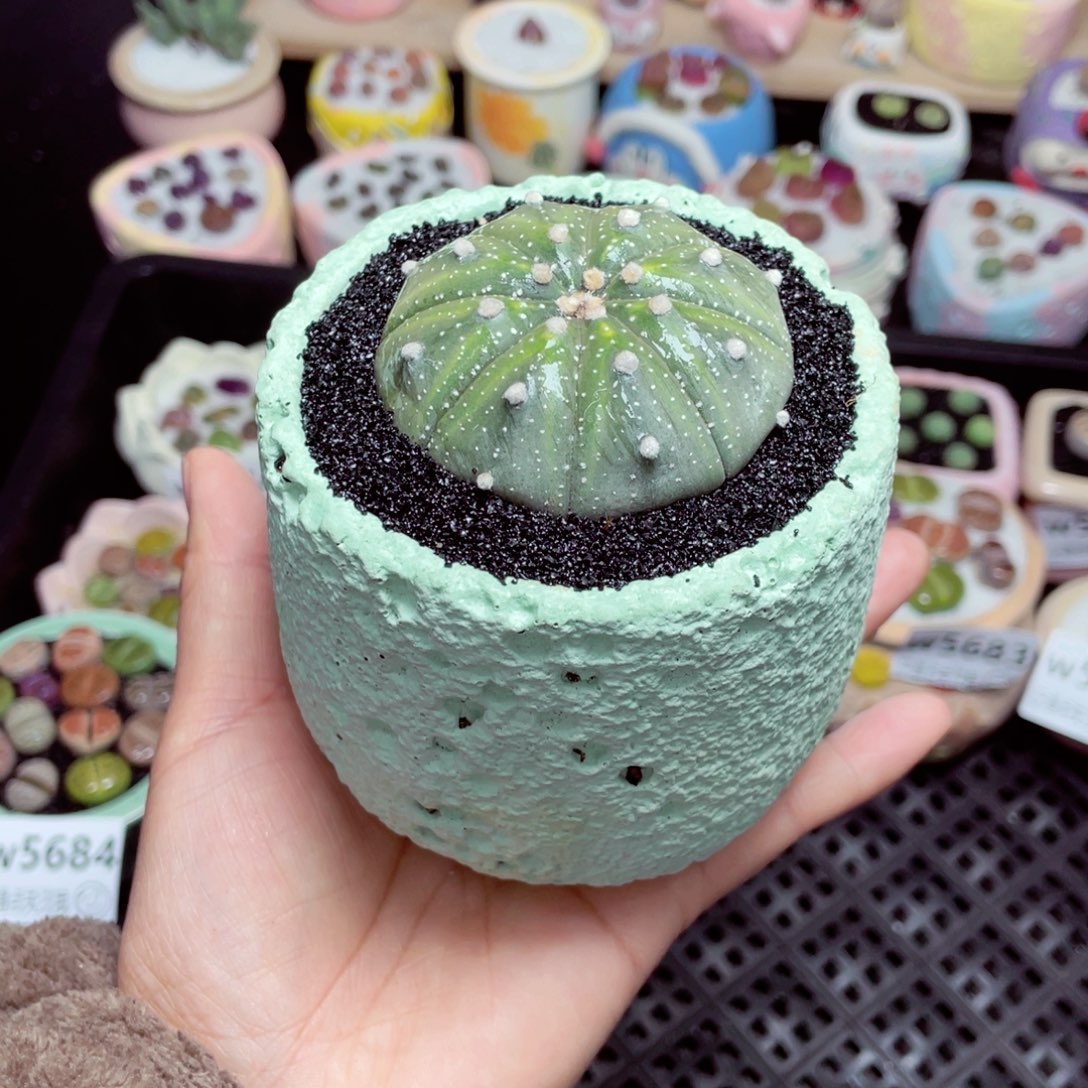 w5686 -零下地区拍保温箱-15支持寄养