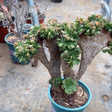 香炉盘缀多肉植物005