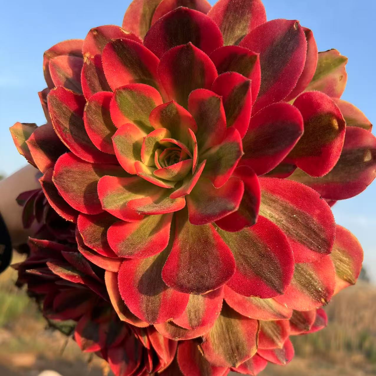 零花钱多肉 地栽粉女巫法师   多肉植物