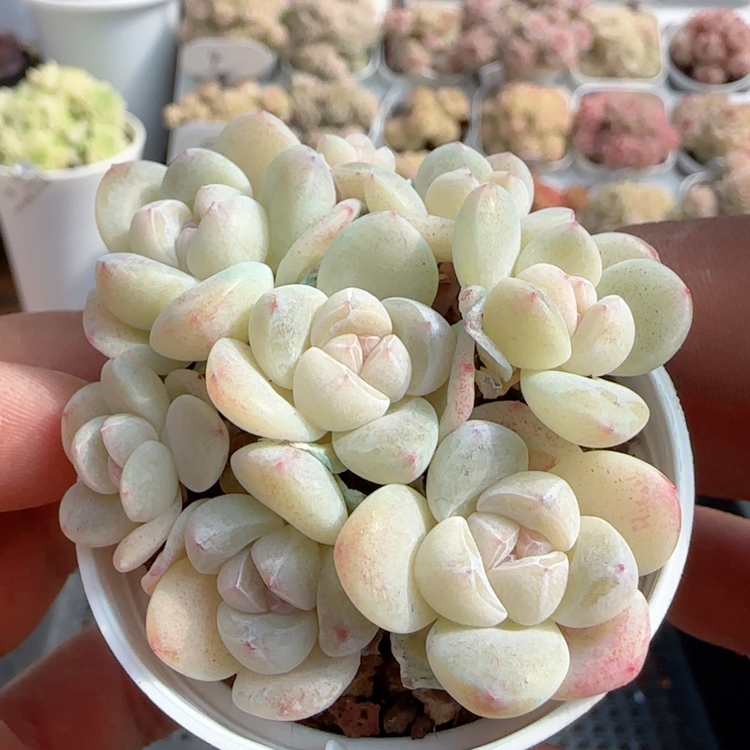 【闪购商品】0123-57紫心冰玉