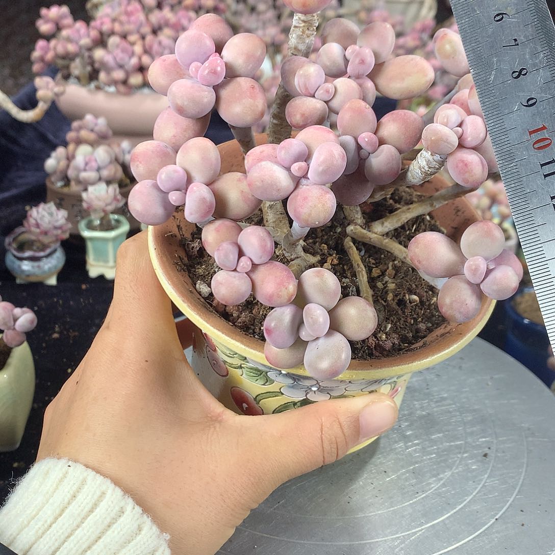 49号带盆偏远地区不包邮的