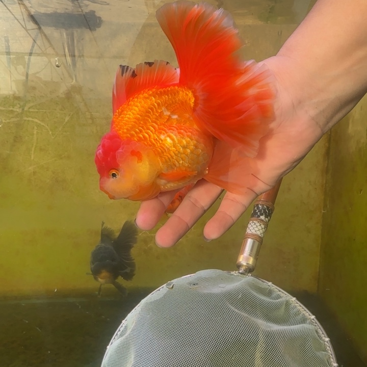 甜***果金鱼泰狮金鱼 观赏鱼