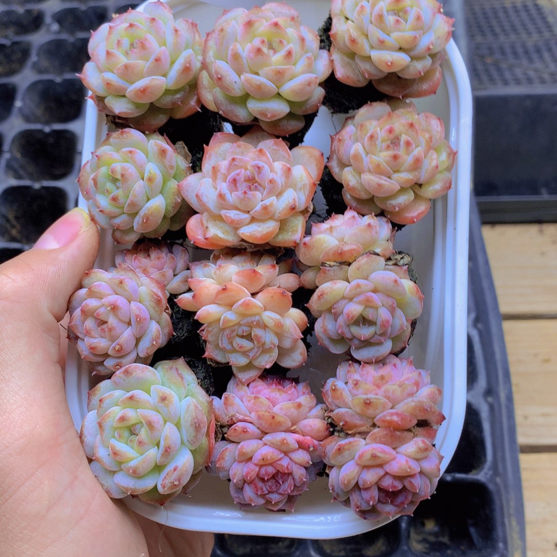 我要去看你了啊080