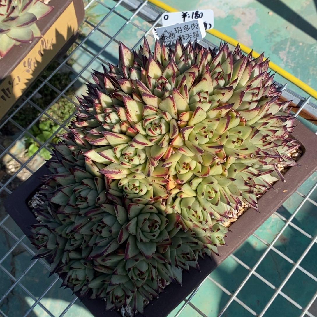 。野乌满天星B-25.12.11