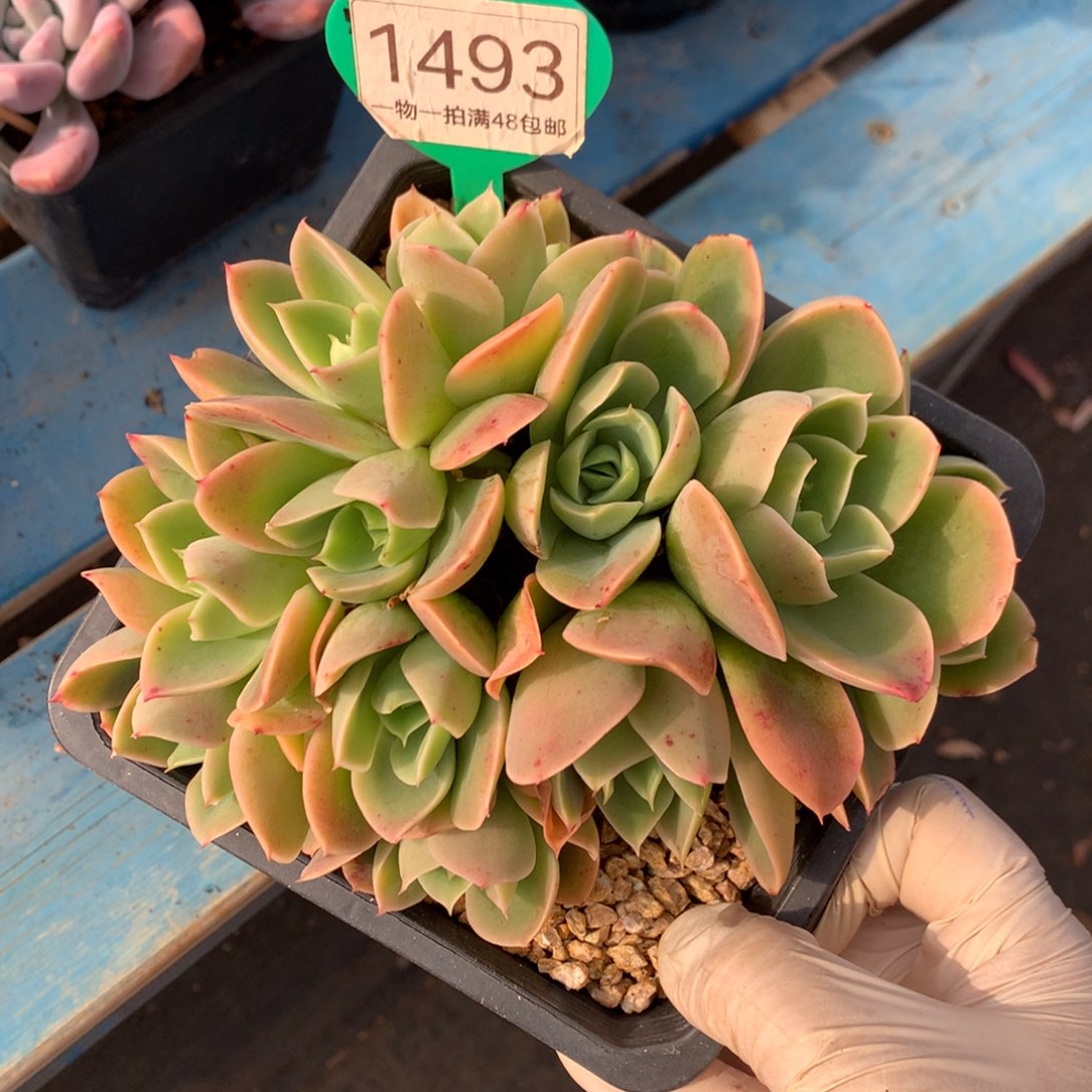 辛娜塔朵朵一物一拍1493