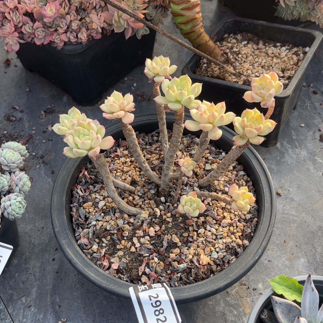 杂多肉植物哦2982