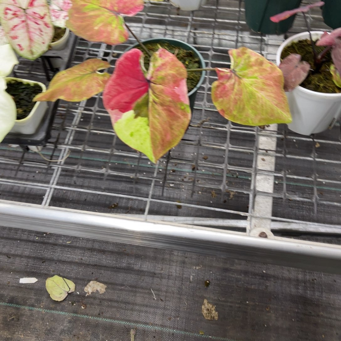 ****无花朵             275变异富翁不包售后