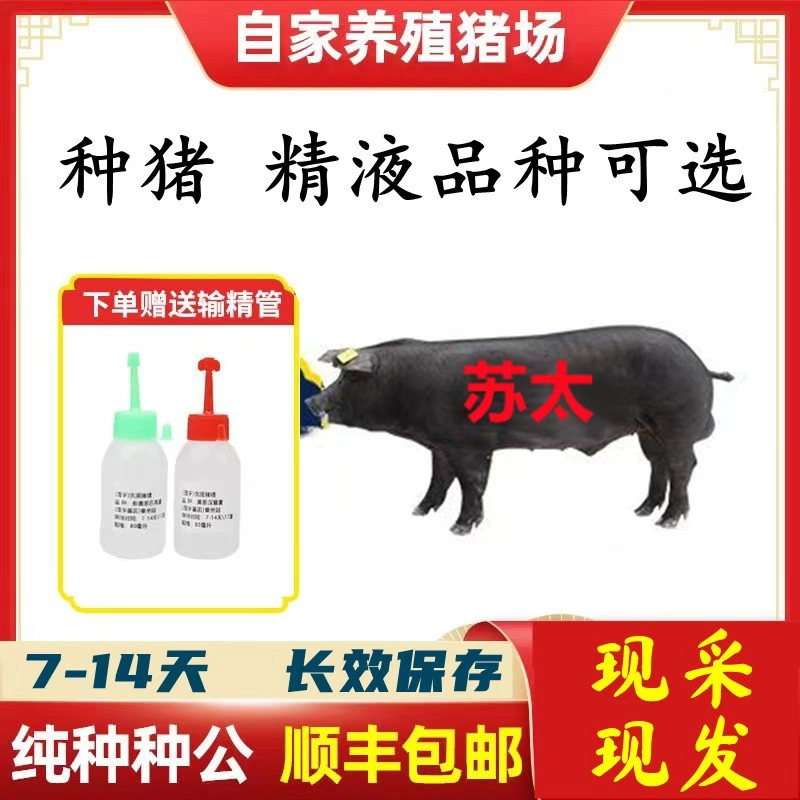 【苏太】种猪优质精液批发品种可选一件包邮原种恒温箱发货包对版