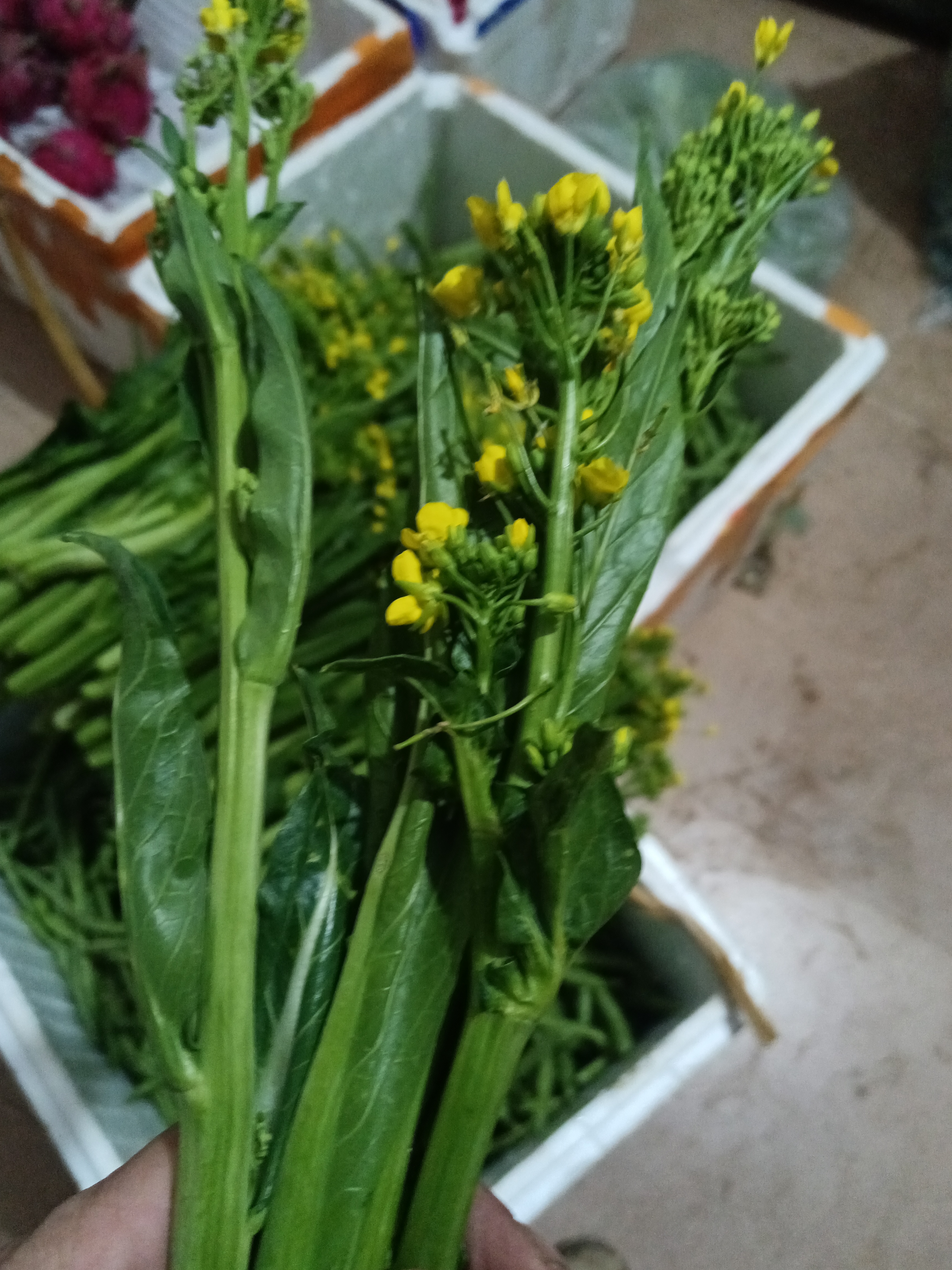 新鲜现摘现发台菜