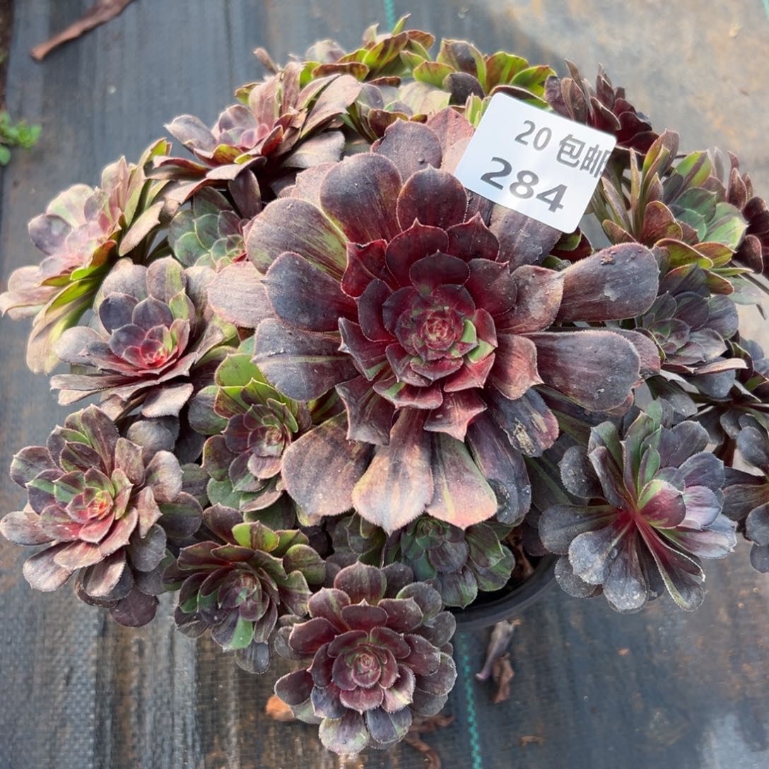 284花月夜，满20包邮嘟叮熊