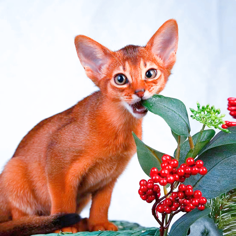 【法老的小阿比猫】阿比西尼亚猫幼猫活体专拍