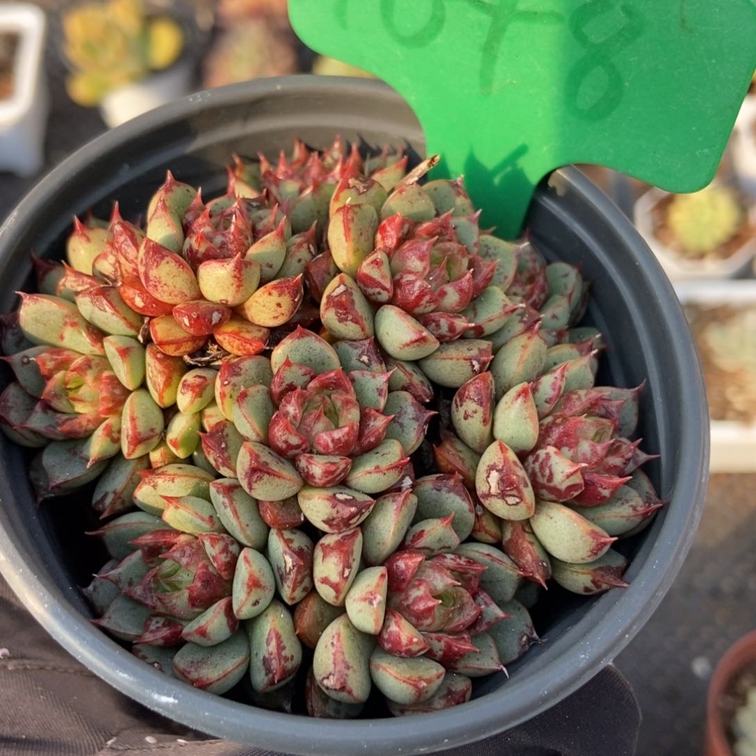 1648烟火多肉植物