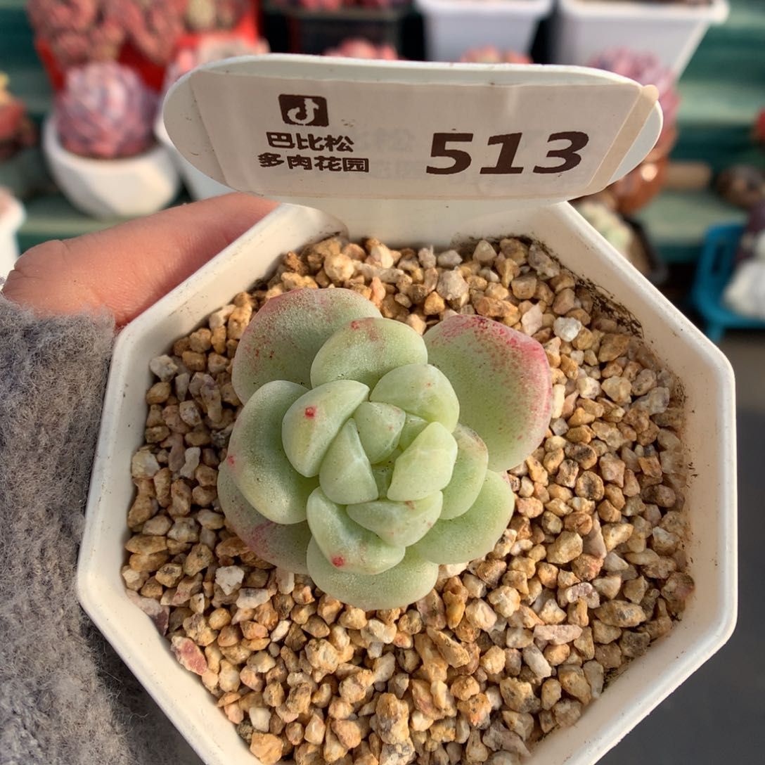 513绿珍妮心冰玉石化多肉植物