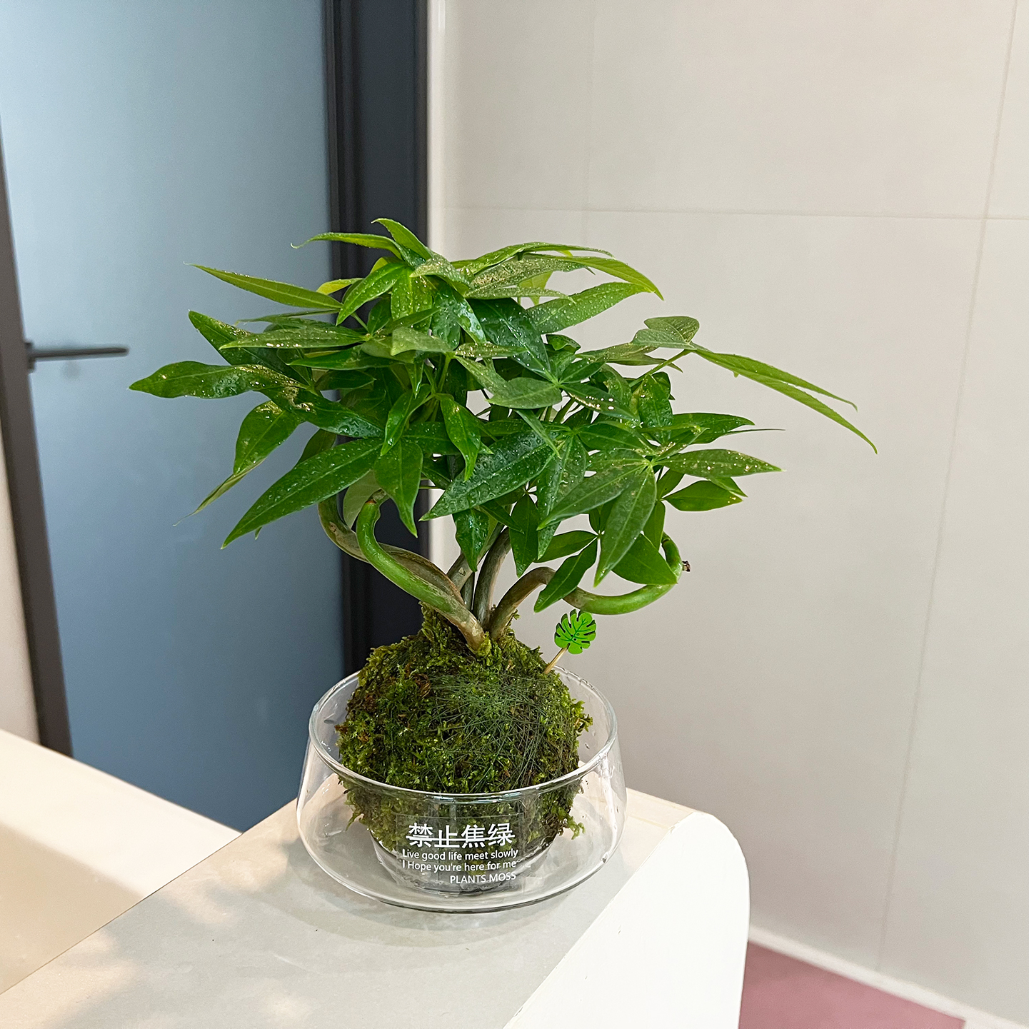  【喜半阴】奇趣发财树盆栽室内桌面植物四季常青常绿招财进宝绿植