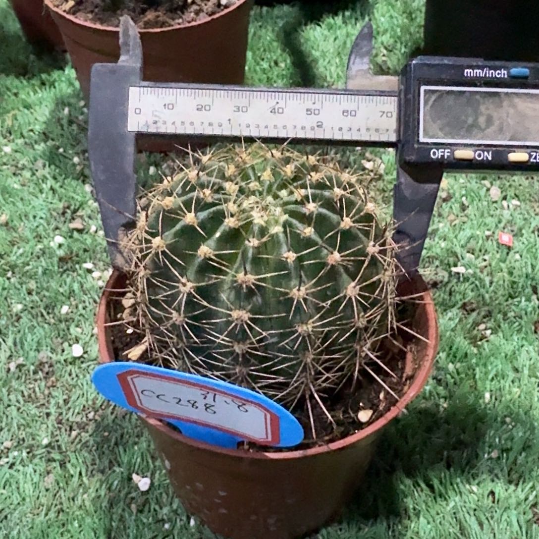 压***草CC288仙人球一棵，开花美