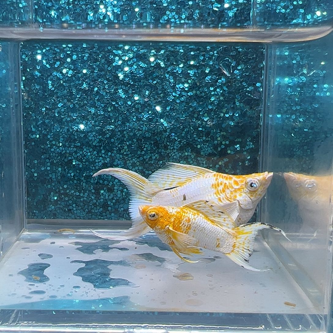 孔雀鱼樱花玛丽一对0049