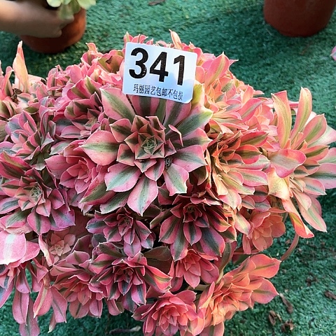 【闪购商品】宏*341女巫花2-8