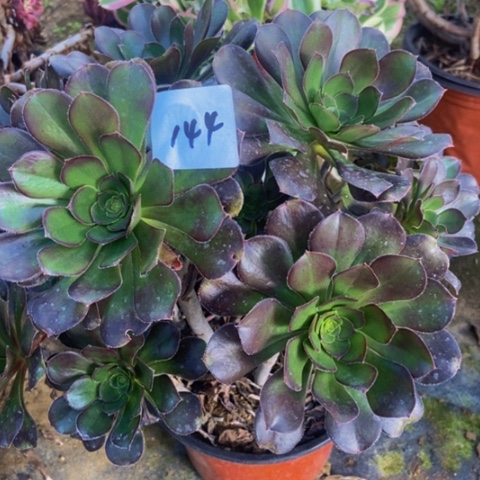 炫彩圆叶灰丛林多肉植物144多肉