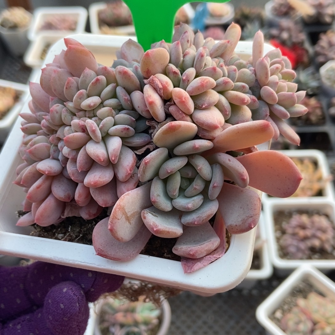 1676粉珍妮缀多肉植物