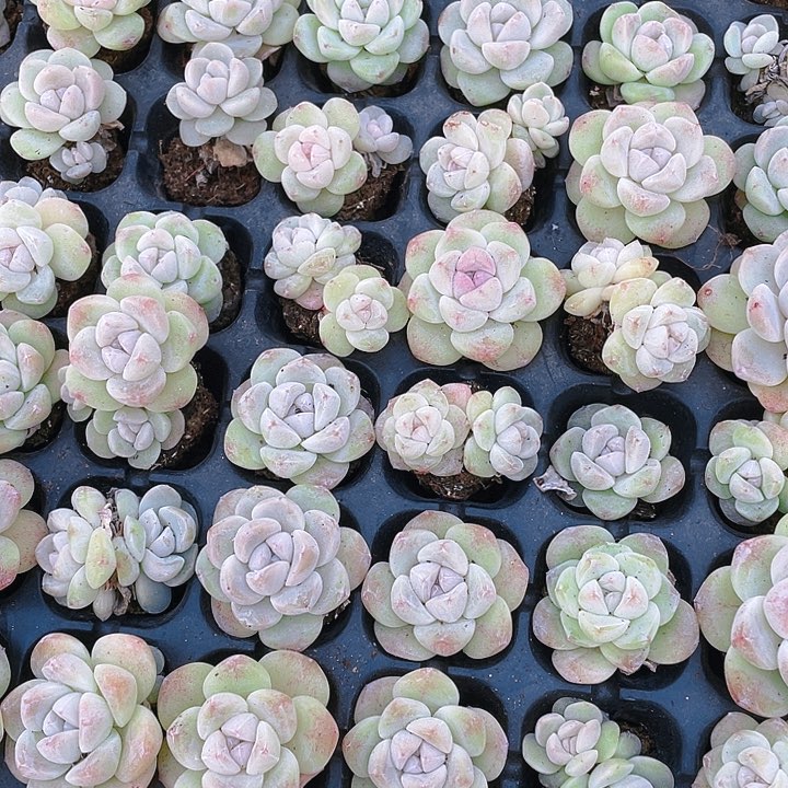 小紫心冰玉穴一个满25包邮