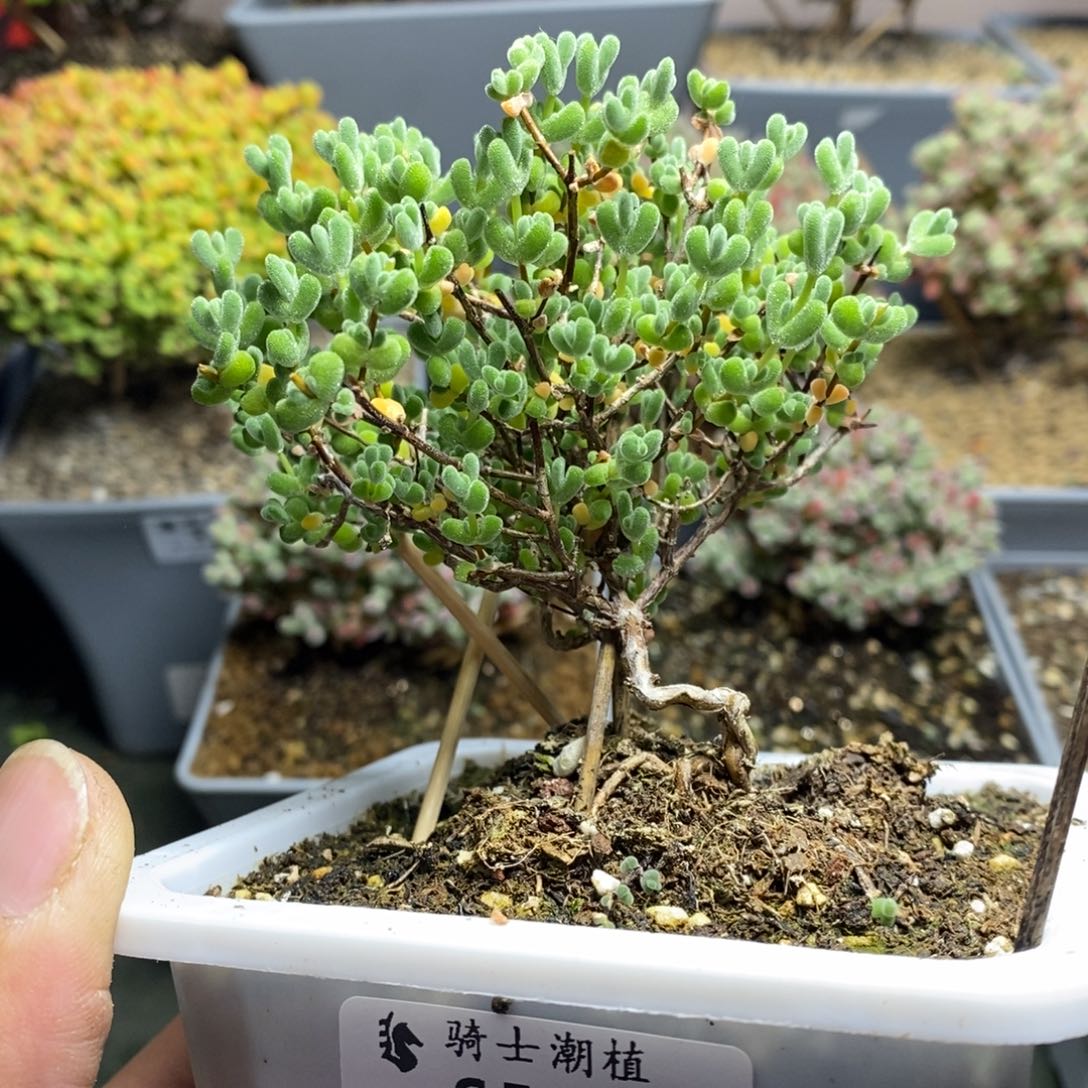 595实生莱斯造型桩