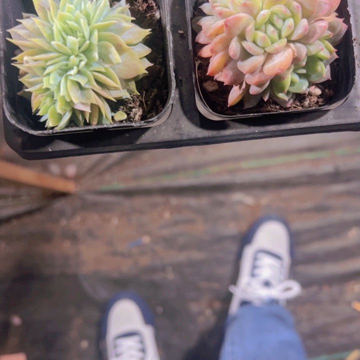 历**师专拍多肉植物大战