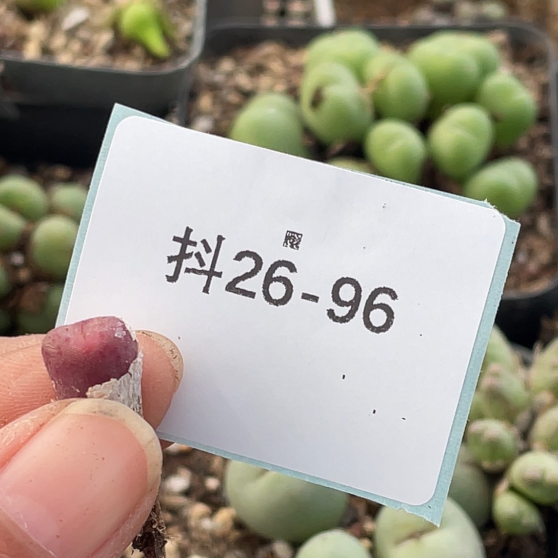 水***冻26-96肉锥多肉植物