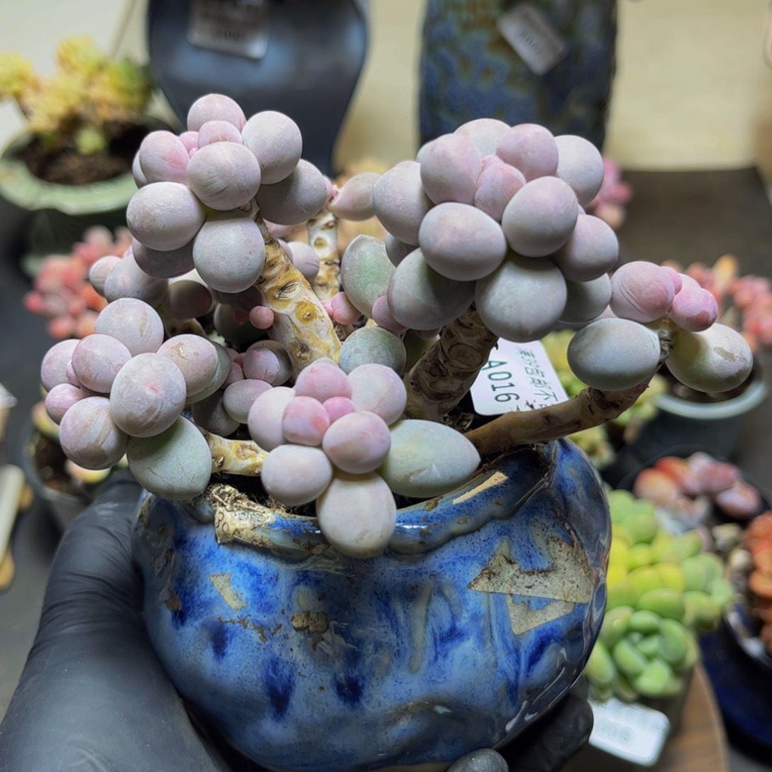 016香水手指奶13厘米多肉