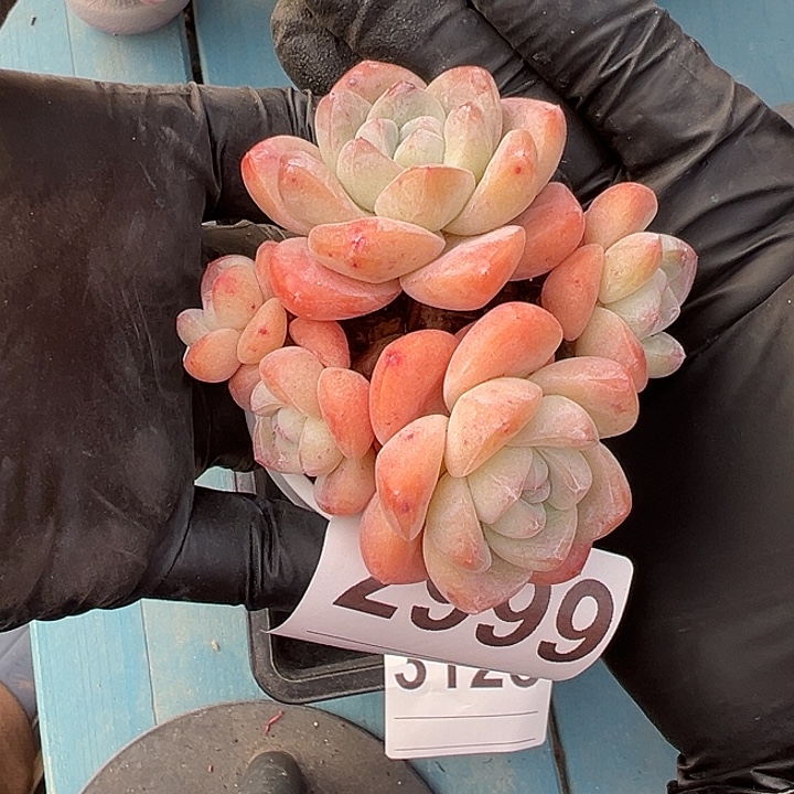 2999，五头冰玉带盆发