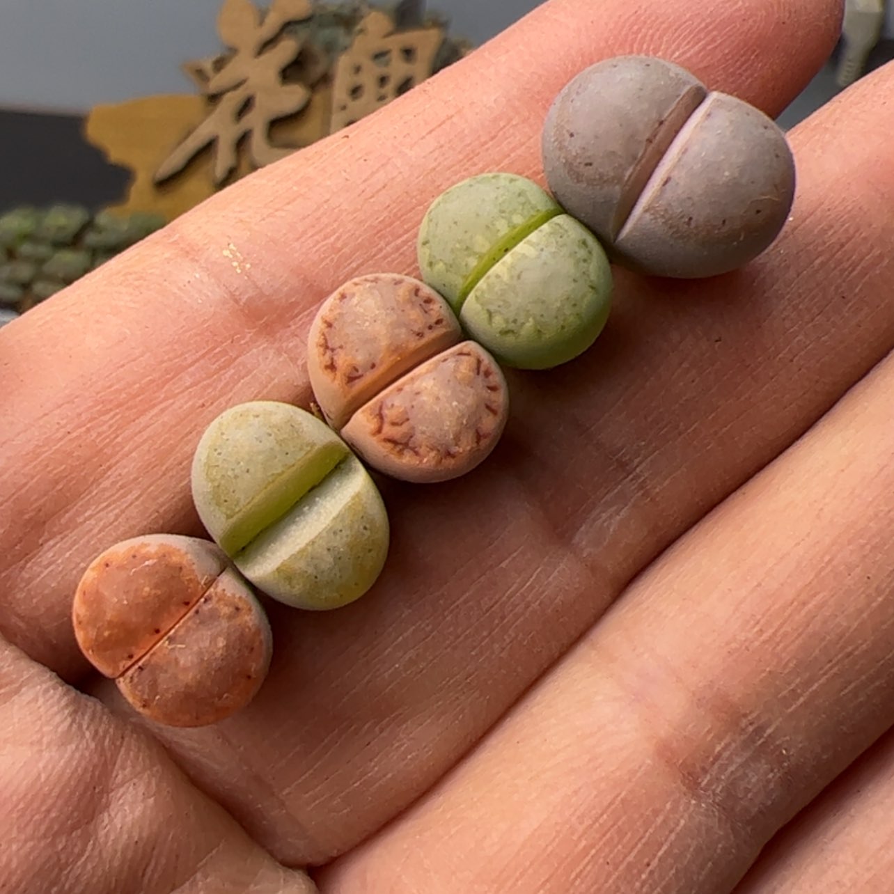 【闪购商品】0000000005