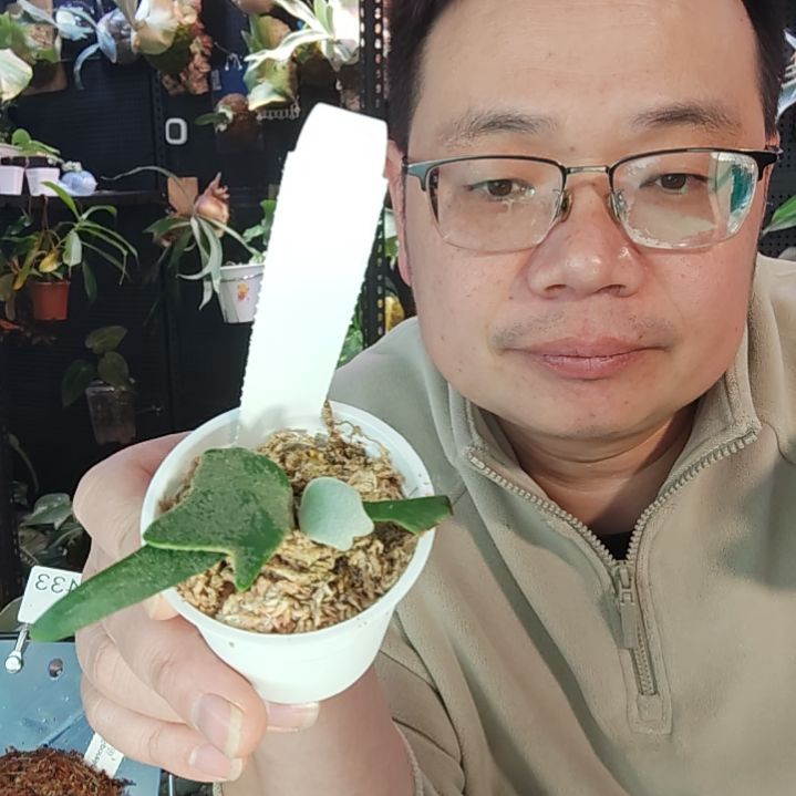 侏儒珍妮鹿角蕨436