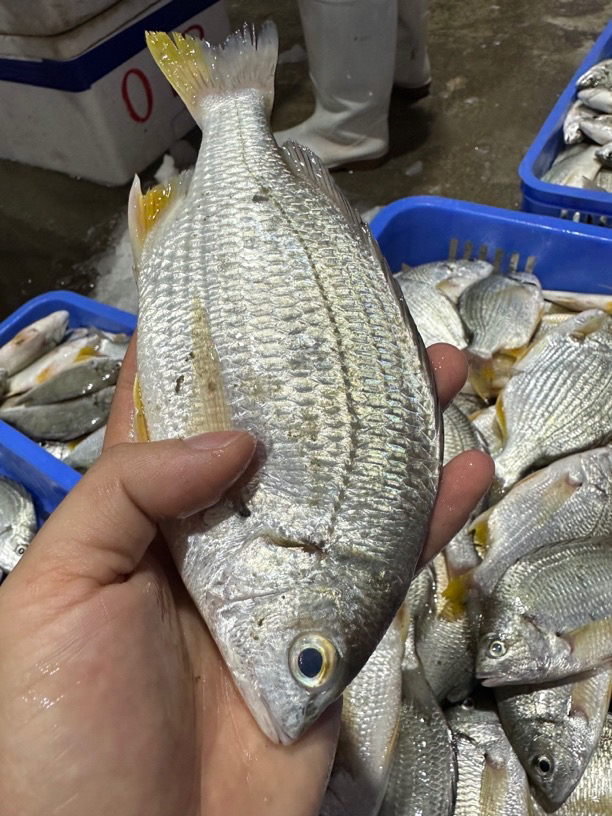 广东湛江 黄脚立 一斤2-3条