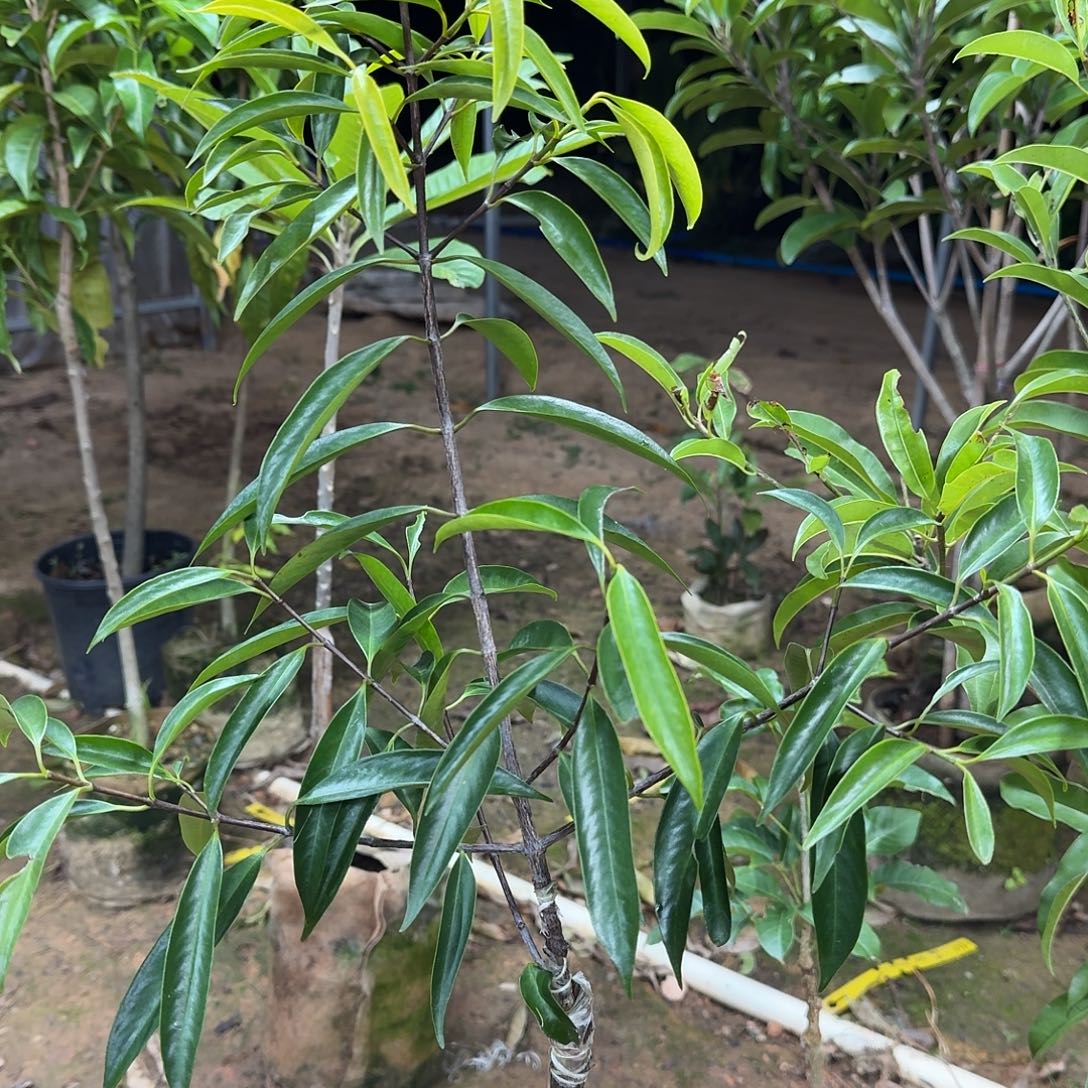 松***哥当前无花栽培后可以开花山竹