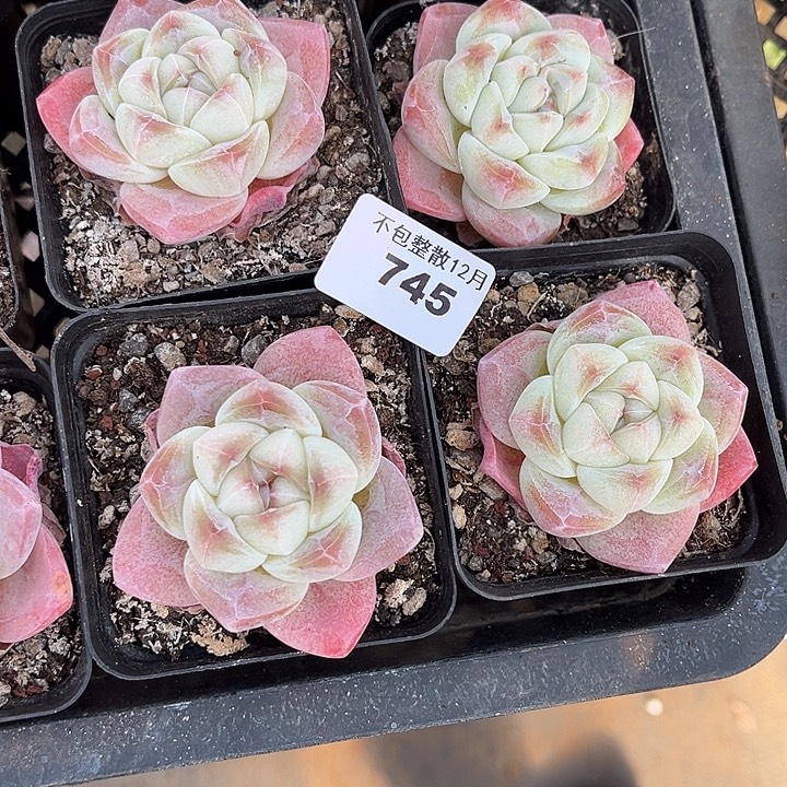 阿雅园艺。       745