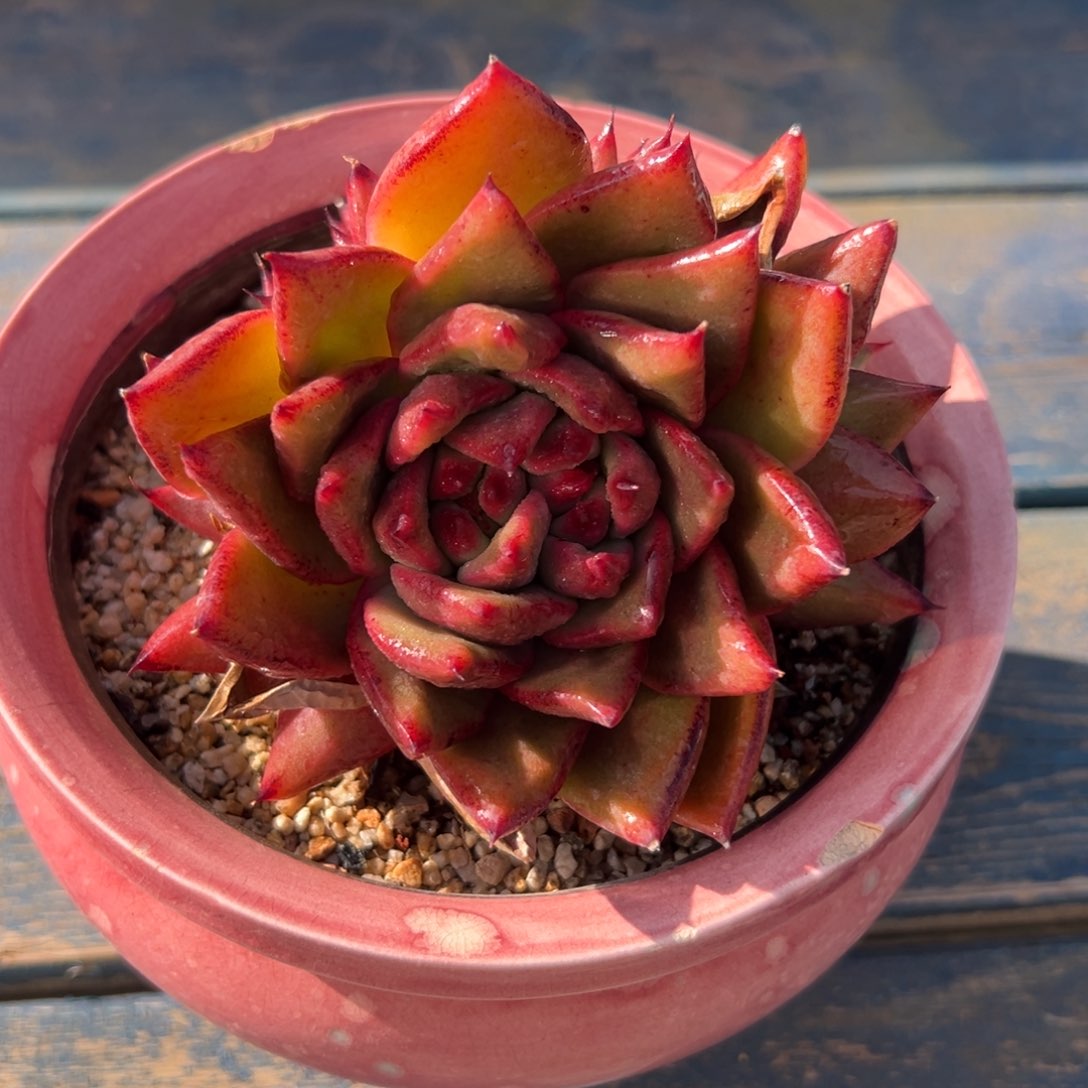 多肉一物一拍0218-宝石