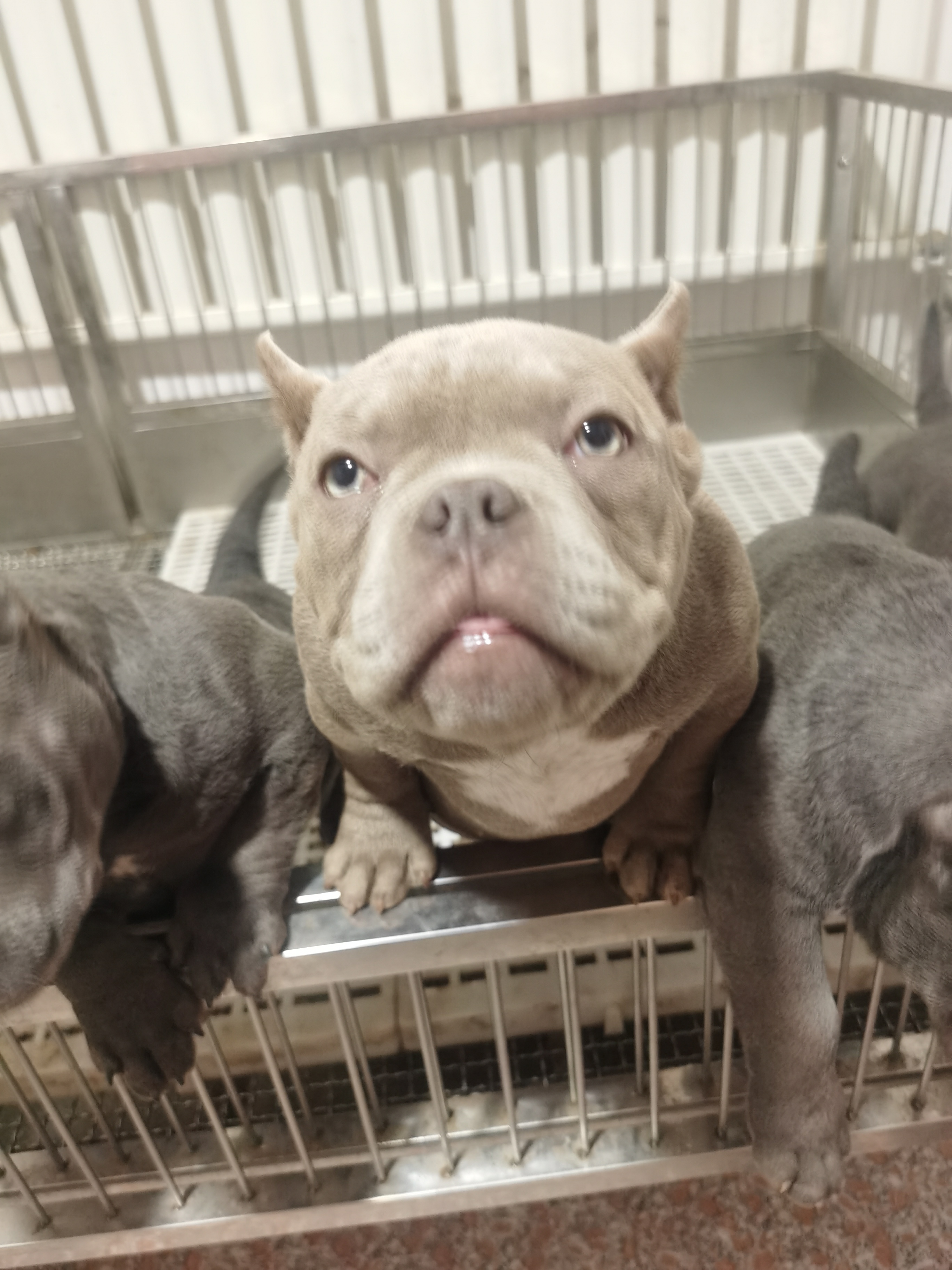 宠物相册 宠物照片