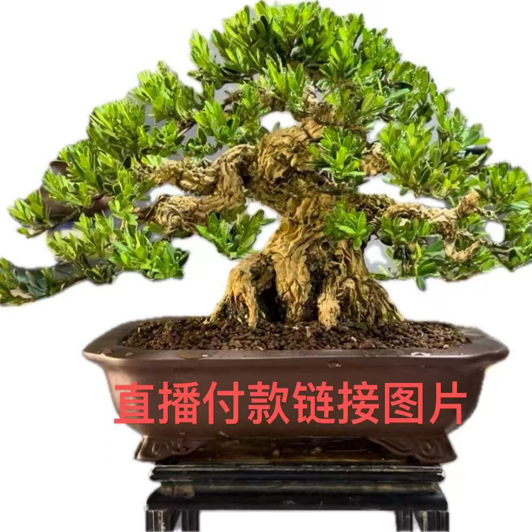 黄杨老桩雀舌造型绿植室内外好养四季常青耐寒高端盆景