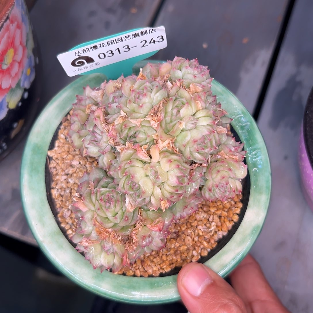 多肉一物一次0313-243