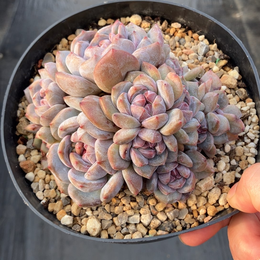 星影有摘 一物一拍不支持退换