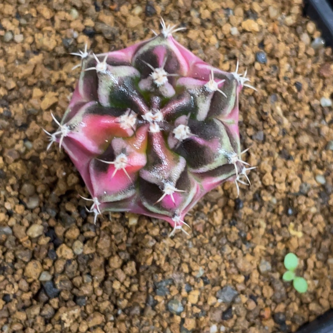 当前无花朵，栽培后可花朵粉臀虎斑