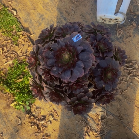 赤焰莲多肉植物一物一拍155多肉