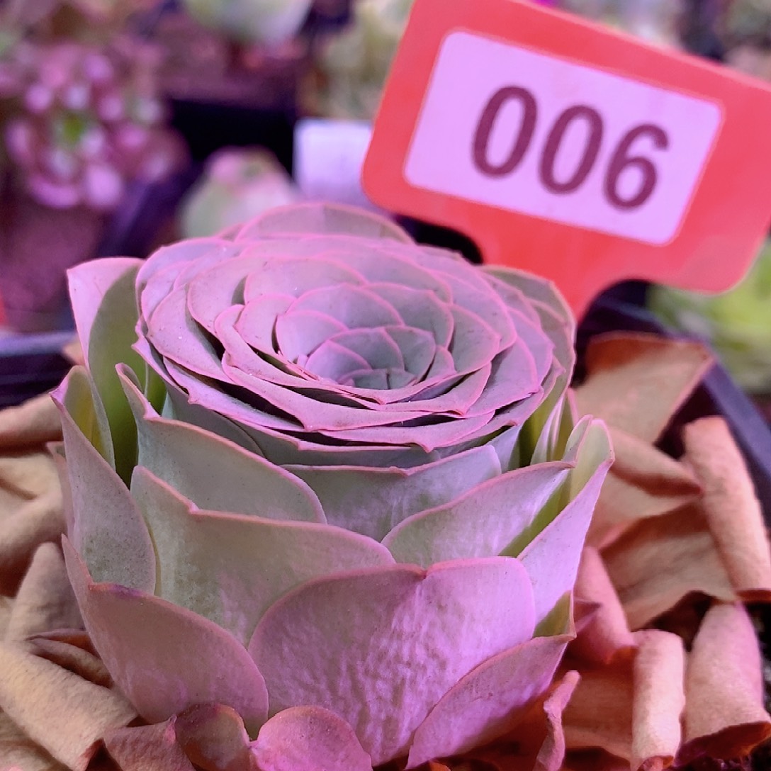 -***0-100领12月会员福利一物一拍006爱晚晴