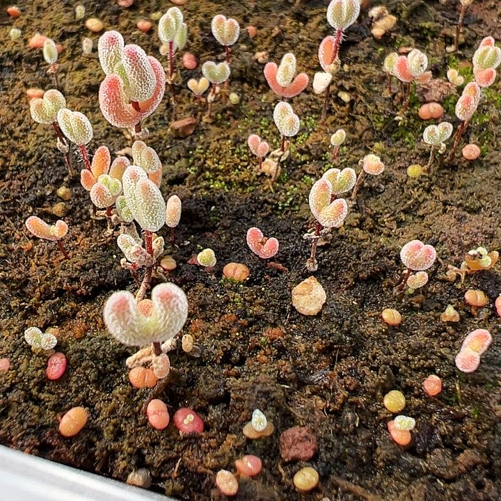 ?****y一盒枝干杂交一盒