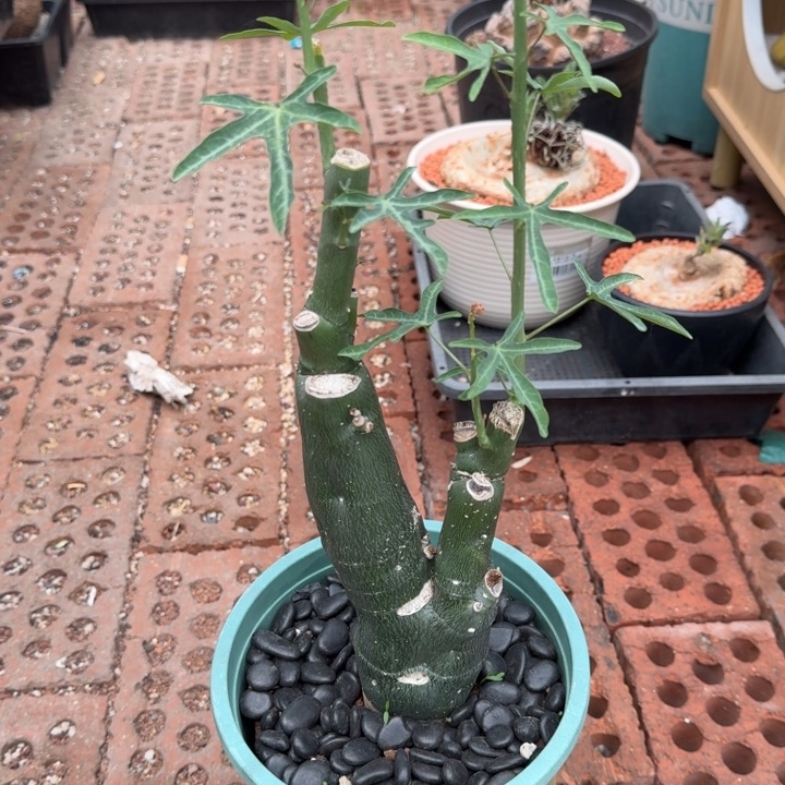 毒腺蔓 566 仙人球