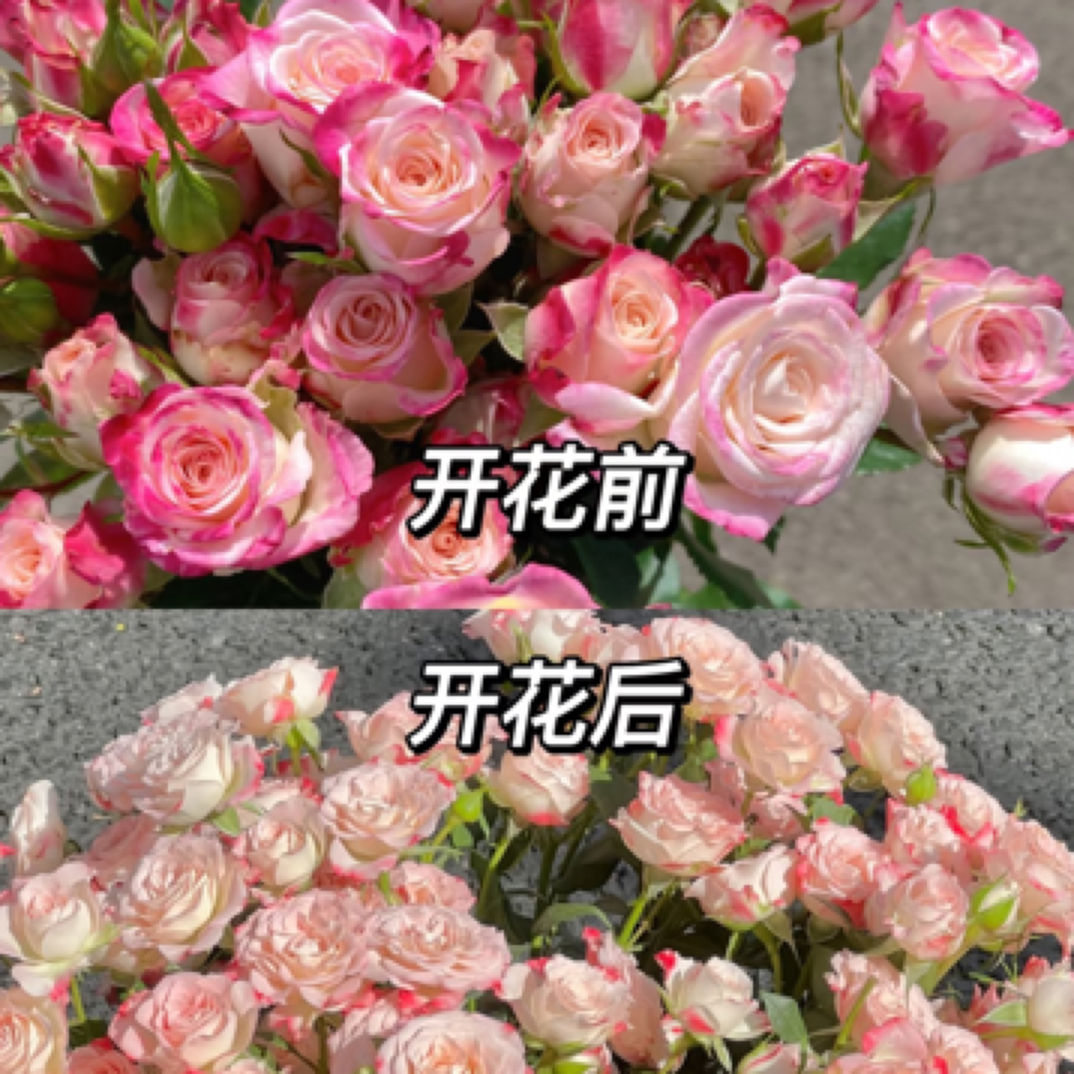 云南鲜花直发【多头折射泡泡】粉白双拼色 