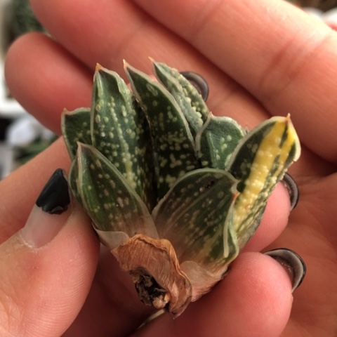 达摩转转蜗牛锦无根