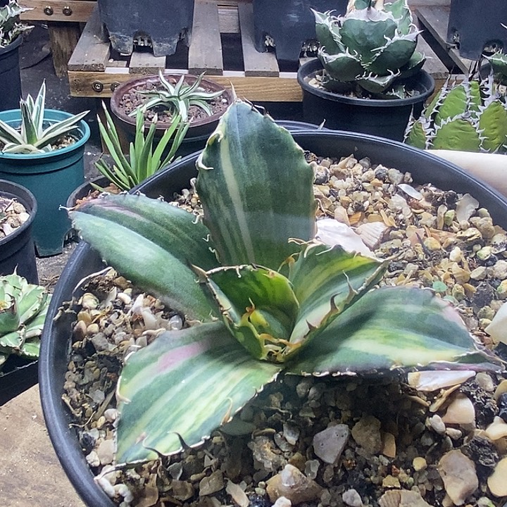 正版白鲸镐斑。        