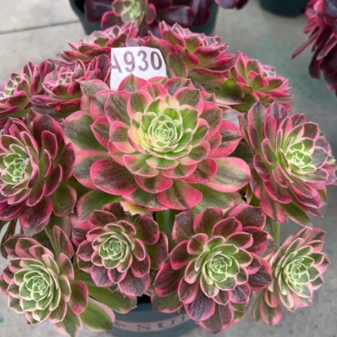 930海王20厘米左右有断枝