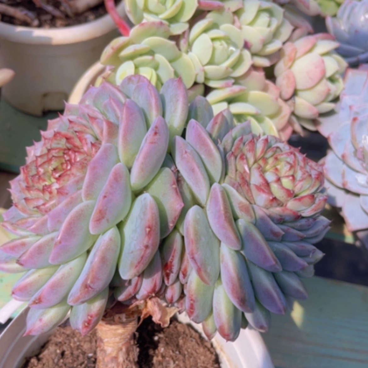 【闪购商品】天鹅绒杆子有疤1921